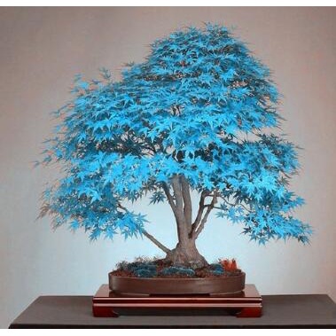 20 hạt giống cây lá phong nhật bản bonsai