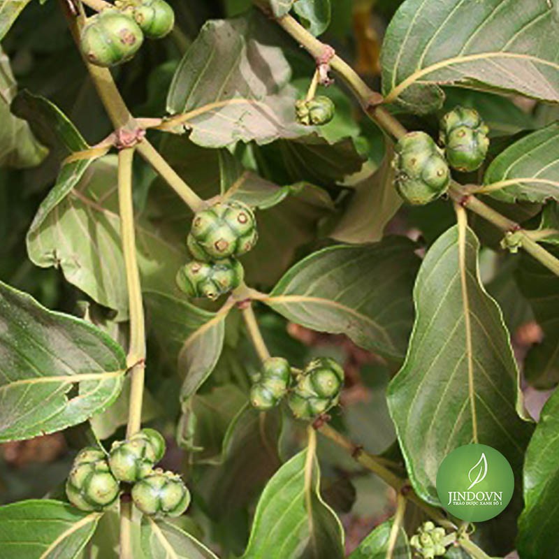 0,5kg Cây mặt quỷ Cao Bằng JD039