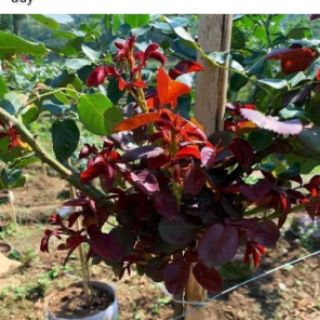Phân bón đậm đặc humic
