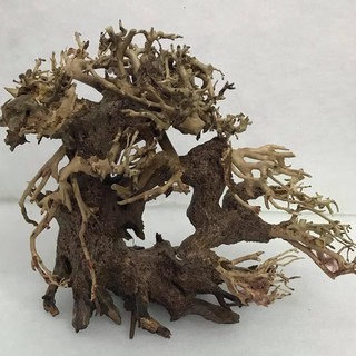 Lũa Bonsai Cho Bể Cá,Bể Thủy Sinh Mini