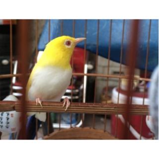 Cóng Ăn Sứ Chim Hàng Đẹp
