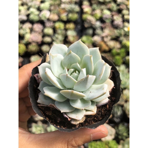 Sen Đá Ngọc Trinh Size Bầu 5cm Hư 1 đổi 1