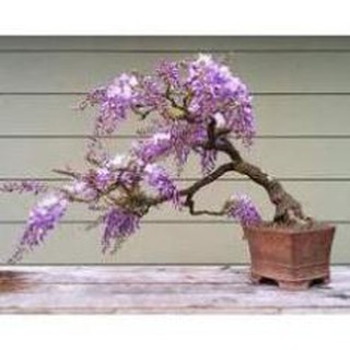 CÂY GIỐNG HOA TỬ ĐẰNG THÂN GỖ