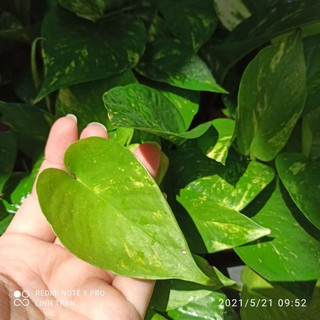 Cây trầu bà . Cây vạn niên thanh