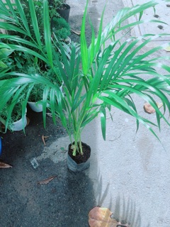 Cây Cau Kiểng