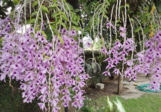 Hoa Lan phi điệp (kie năm 2)  tặng kèm phân dê