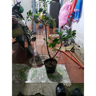 cây lộc vừng
