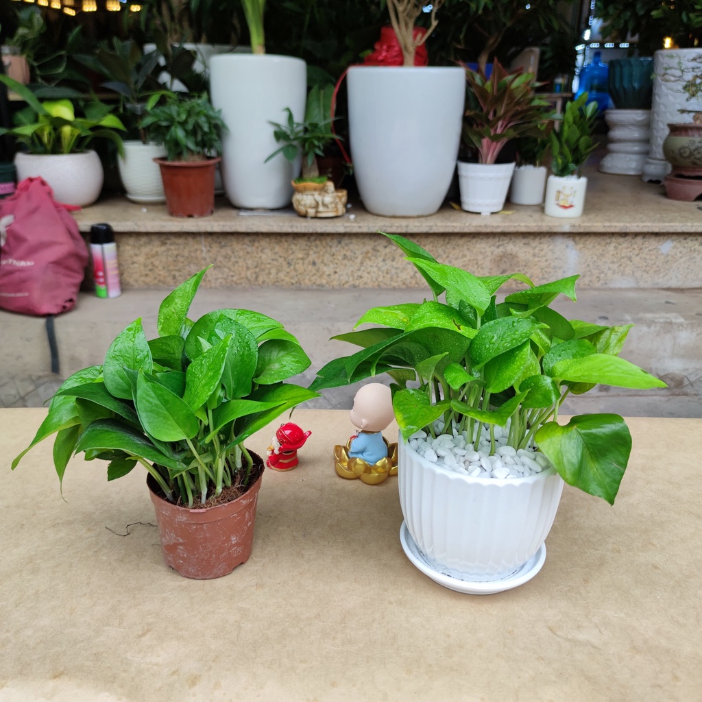 Vạn liên thanh đất (CÂY TRẦU BÀ) 3 loại màu khác nhau ,cây hút khí độc lọc không khí