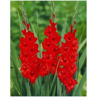 Bộ 10 củ giống hoa lay ơn hoa màu đỏ