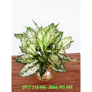 CÂY NGỌC NGÂN THỦY SINH ĐỂ BÀN