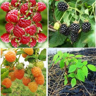 Combo 3 gói hạt giống mâm xôi vàng đỏ đen ( tặng kèm 1 gói thuốc kích thích hạt nảy mầm )