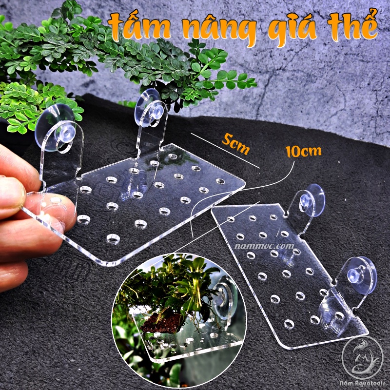 Tấm Nâng Acrylic / Giá Đỡ Giá Thể Ươm Ráy, Bucep - Đỡ Vĩ Ươm Rêu Hít Thành Kính