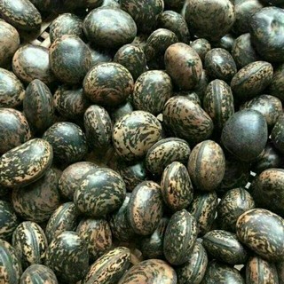 sỉ giá gốc hạt đậu lào 500g