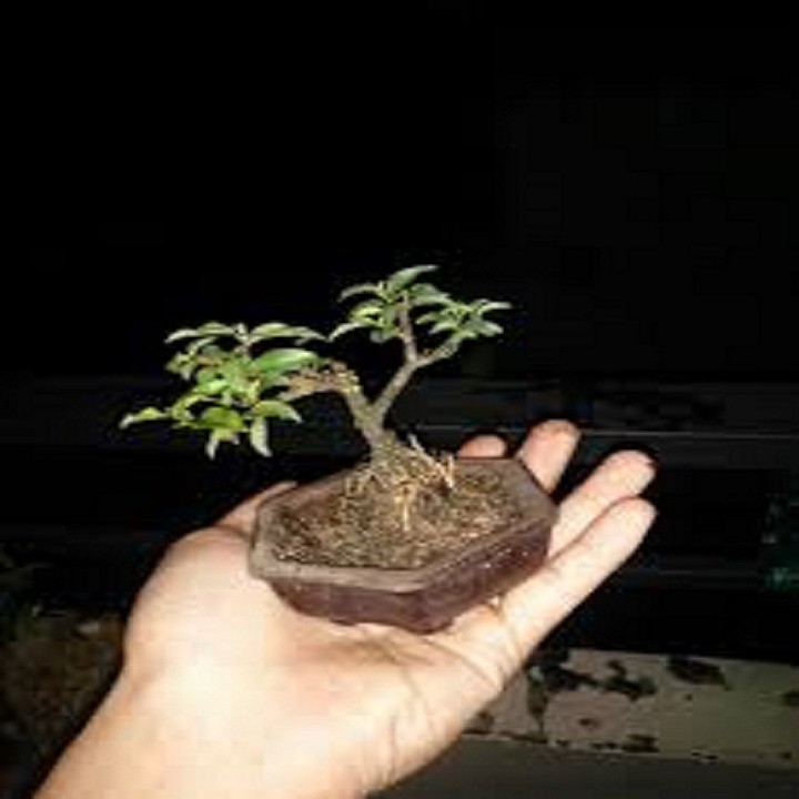 Combo 2 bầu cây giống Hồng ngọc mai bonsai , cây giống gửi đi nguyên bầu