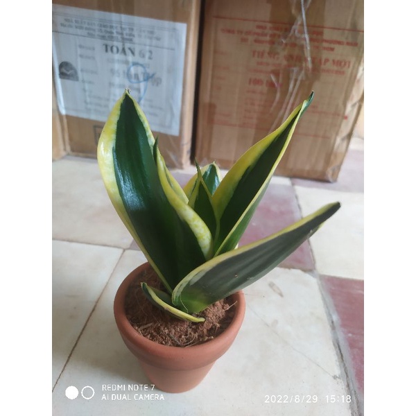 Cây lưỡi hổ thái lùn - búp sen cây con