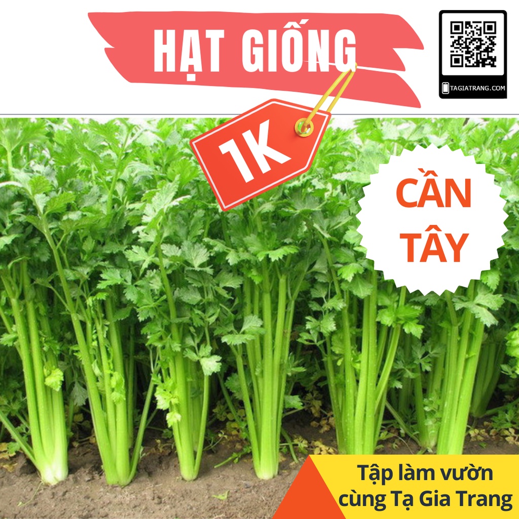 Deal 1K - 100 Hạt giống cần tây - Tập làm vườn cùng Tạ Gia Trang