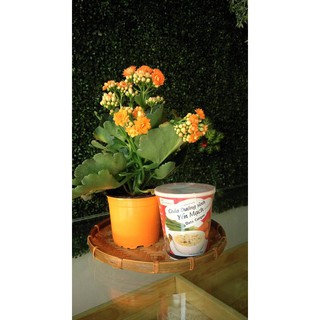 Combo 3 ly Cháo yến mạch