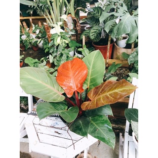 Philodendron Mccolley’s Final
