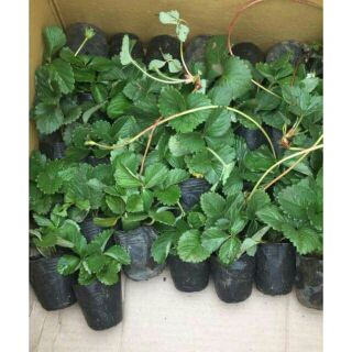 6 Cây Dâu tây giống ngọt tặng phân bón mẫu
