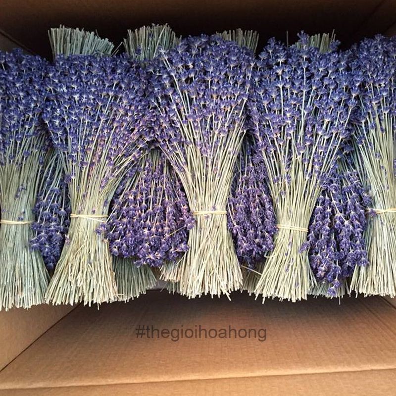 [100 hạt ] Hạt giống Hoa Oải Hương (Lavender) Loài Hoa Của Tình Yêu