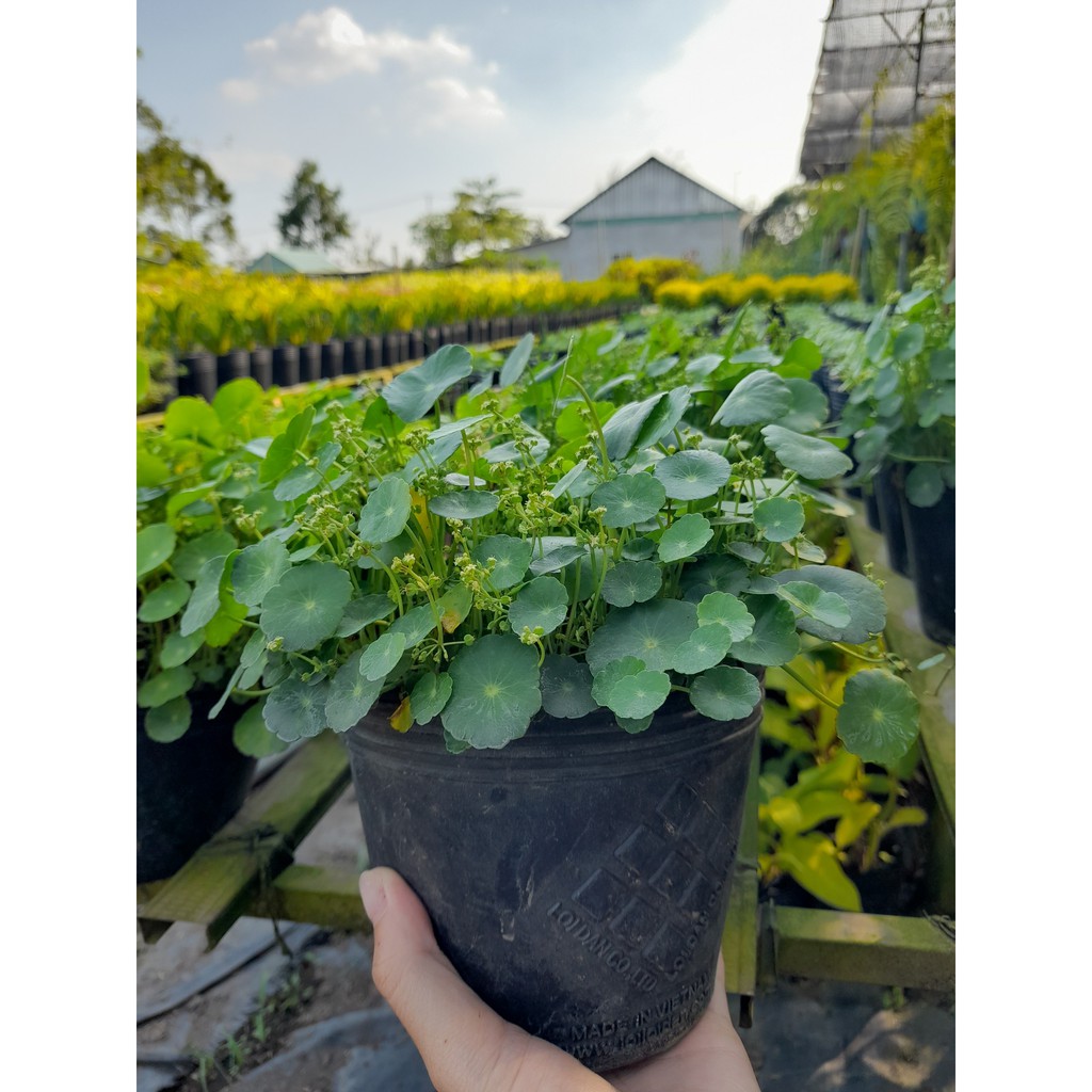 Cây Cỏ Đồng Tiền