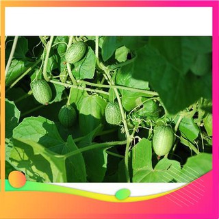 Hạt Giống Dưa Hấu Mini - 10 Hạt [ Tặng bộ dụng cụ làm vườn Mini 3 món ] VIETGAR