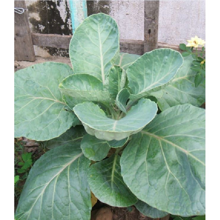 Hạt giống rau cải rổ - (  rau cải Làn  )  - 1 gói 5gram - STHG2