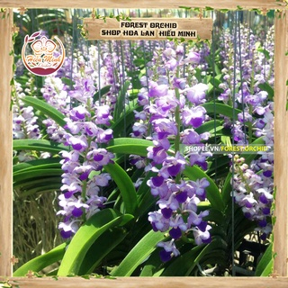Hoa Lan Hải Yến