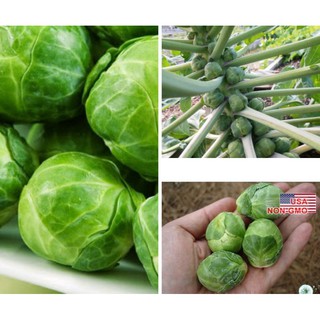 Hạt giống bắp cải tí hon ( Hạt giống siêu dễ trồng)