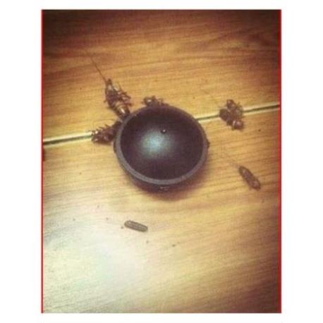 SỈ RẺ Thuốc Diệt gián Nhật diệt gián tận gốc an toàn, ko mùi, hiệu quả,12 viên chính hãng sử lý DÁN HIỆU QUẢ