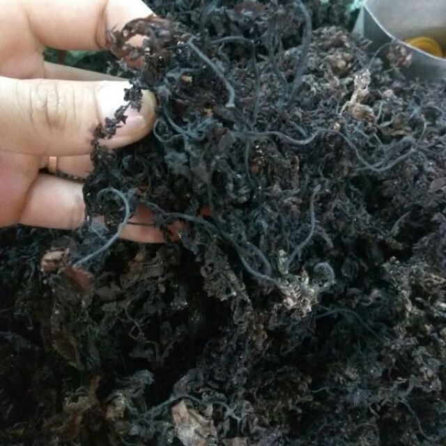 Rong mơ khô - Rong biển nấu sâm - 500g