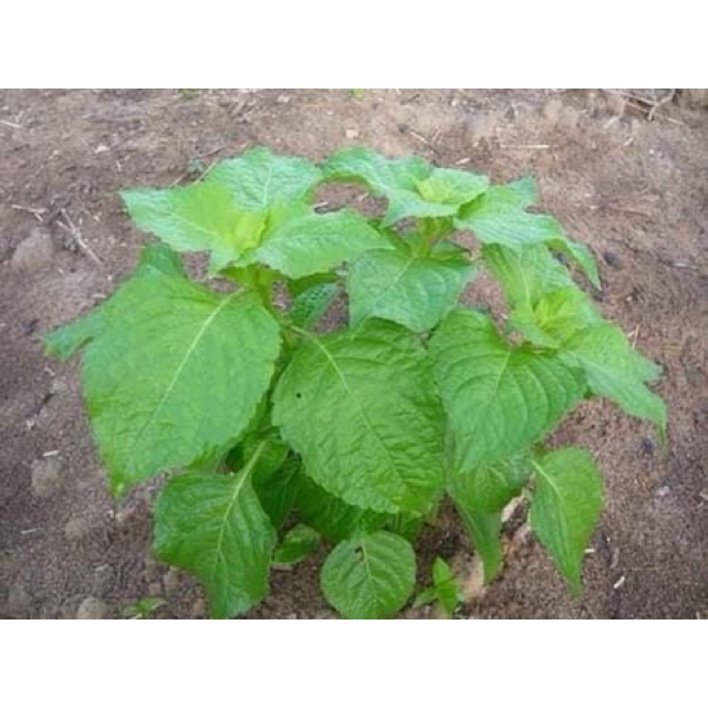 Hạt giống Húng bạc hà của người Thái lan nhập nguyên gói 0.02gr (Tree Basil)