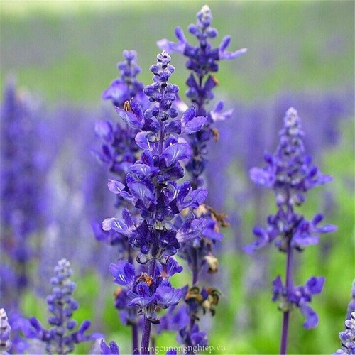 HẠT GIỐNG HOA TRẢ SỈ MS18 NV88