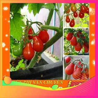 Hạt giống cà chua lê đỏ - 30 hạt vietgar