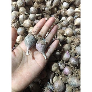 TỎI 1 NHÁNH SƠN LA