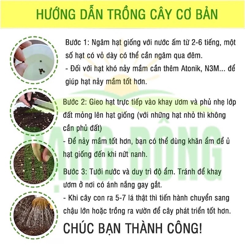 Hạt Giống Cà Chua Bi Lùn Đỏ  Hạt Giống Rạng Đông