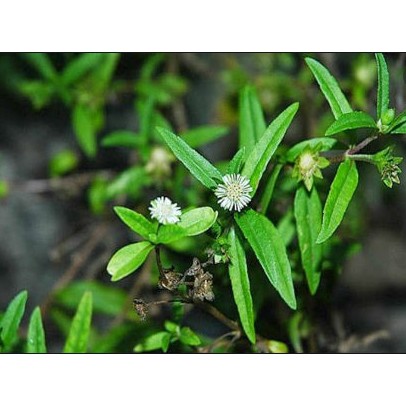 Hạt giống cây cỏ mực Nảy Mầm Tốt