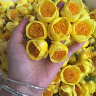 Cây giống trà hoa vàng