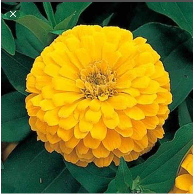 Hạt giống HOA CÚC CALI nhiều màu - Gói 1 gram