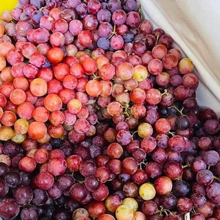 Cây nho keo giống Ninh Thuận