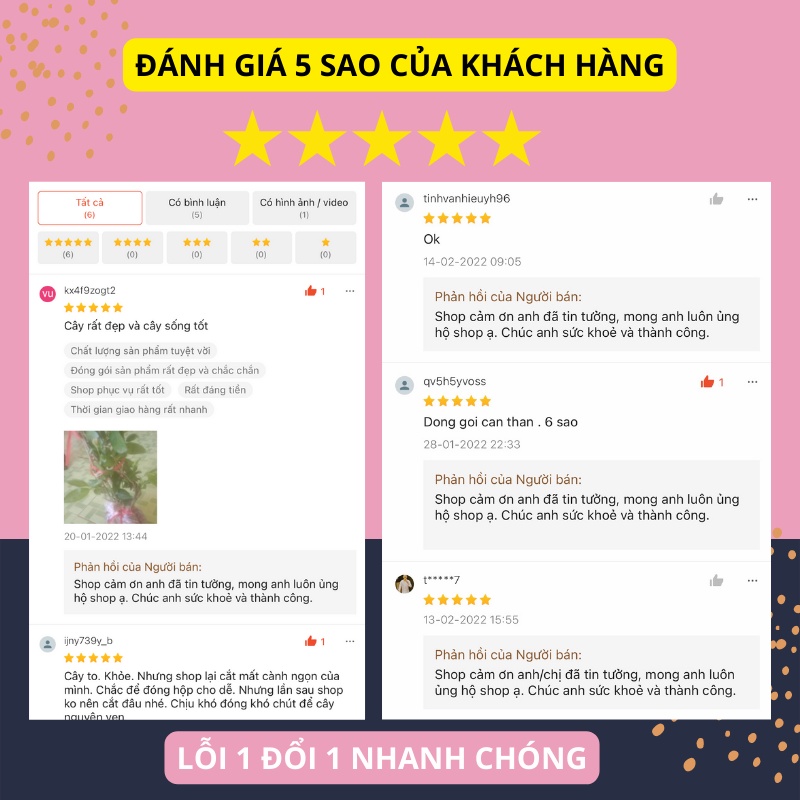 Cây dạ lý hương thơm ban đêm cao 50-60cm đang nụ hoa, ảnh thật, lỗi 1 đổi 1