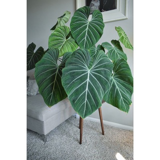 Cây giống philodendron gloriosum