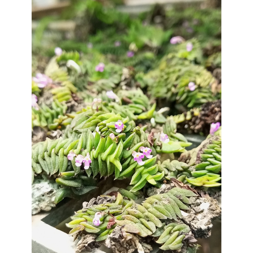 5 khóm lan chân rết, thích hợp bán cạn, terrarium