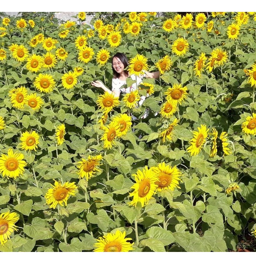 Hạt Giống Hoa hướng dương Cắt - 1 gói 30 hạt