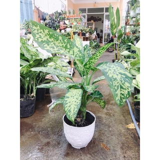 Dieffenbachia Reflector