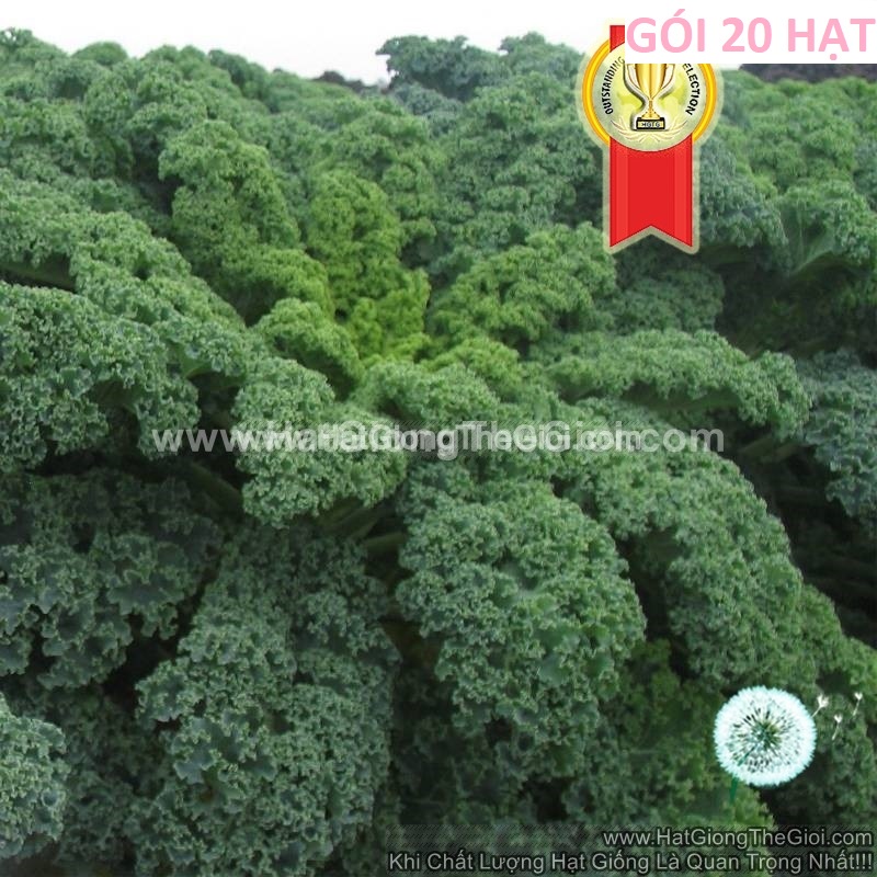 20h Hạt Giống Cải Xoăn Kale F1 TG223