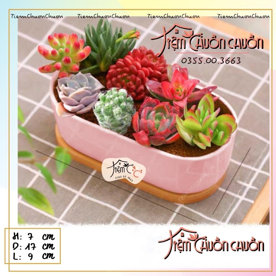 Chậu Cây Sứ Dáng THUYỀN Nhiều Màu - Trồng Cây Bonsai, sen đá, xương rông - Decor Bàn Làm Việc - tiemchuonchuon