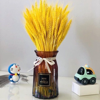 Hoa bông  lúa yến mạch khô