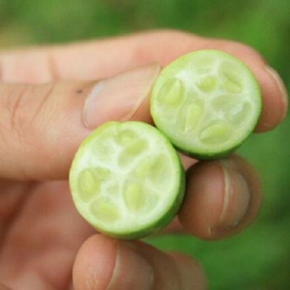 Hạt giống dưa hấu tí hon (dưa hấu mini)