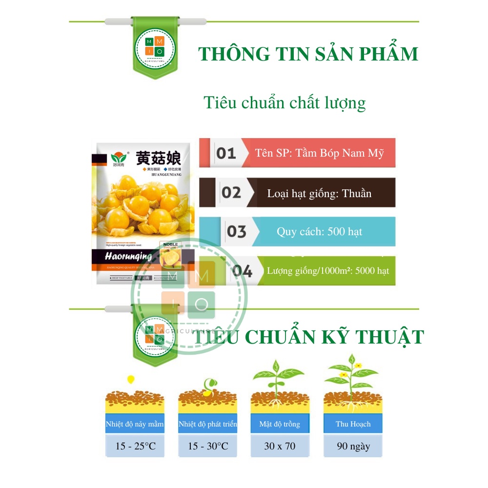 Hạt giống tầm bóp, thù lù Nam Mỹ (quả lồng đèn) giàu dinh dưỡng tốt cho sức khỏe